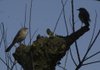 Love turns mockingbirds into noisy night owls. 