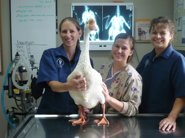 erin-cranfill-dvm-mandy-mattix-veterinary-assistant-and-sarah-sexton-dvm-are-pictured-with-50-cent-the-goose
