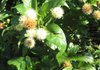 Buttonbush 