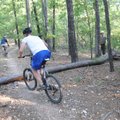 Mountain bikers hop over a pine felled by Gordan.