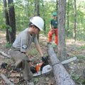 Colin Gordan and Becky Grimm work on a pine tree.