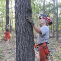 Carissa Hanson figures out which way a dead tree will fall before putting chain to bark.