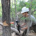 Colin Gordan drives a wedge into a dead pine to fell it.