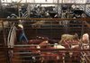 Buddy Smith moves cattle into a holding area Tuesday at Lewis Livestock Auction Co. in Conway, where cattle sales have doubled this summer amid the drought. Some farmers are selling their entire herds, an auction office manager said Tuesday. 