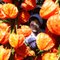 photo thumbnail