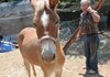 Family members, including Bob Ragains, say mule Daisy has always been gentle and has never run with a rider on her back.