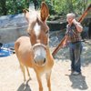 Girl Killed By Runaway Mule Remembered As ‘Amazing’