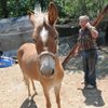 Girl Killed By Runaway Mule Remembered As ‘Amazing’