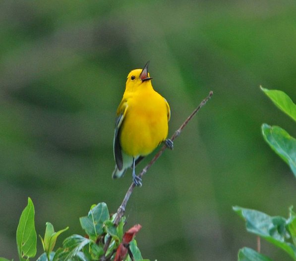 Stanfill photographed this prothonotory warbler along the trail.