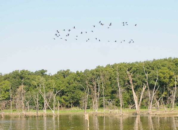 Canada geese fly over Swepco Lake along the trail.