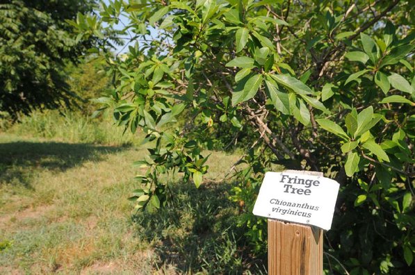 Interpretive signs identify various plants.