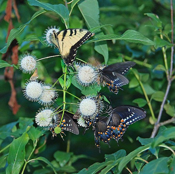 Stanfill photographed these swallowtail butterflies on a button bush at the trail.