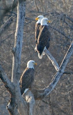 Stanfill photographed a trio of bald eagles at Swepco Lake during winter.