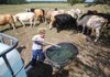 With the ponds and wells gone dry on their farm in Lonoke County, Cody Hicks fills a watering trough from a tank on his father Kevin’s truck to water the livestock Wednesday. 