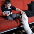 Neo Patrick, 9, reaches out to his therapy pig Coconut Wednesday at their home in Rogers.