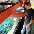 Chris Baker, aquarium curator at Cabela’s, talks Tuesday about some of the fish in the warm water ta...