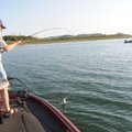 Brashers lands a white bass while other anglers troll nearby.