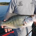 Brashers landed this jumbo-sized crappie with a War Eagle jigging spoon. 