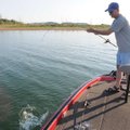 Pound for pound, white bass are among the hardest-fighting fish at Beaver Lake.