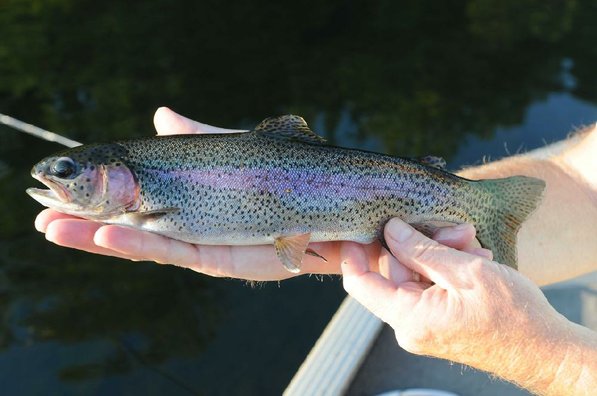Phil Lilley caught several rainbow trout like this beauty during an evening of fishing at Lake Taneycomo. Lilley, owner of Lilleys' Landing Resort near Branson, Mo., used PJ's Finesse Jigs made in Fayetteville, and flies to catch trout.