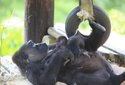 Baby Gorilla at Little Rock Zoo