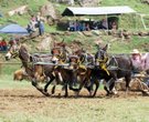 2012 National Chuckwagon Races
