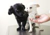 Gil Moreno, manager at Los Angeles County Animal Care Control Carson Shelter in California, put protein gel on the noses of these unnamed Chihuahuas to see which paw they’d use to clean it off. But the dogs appeared to be baffled by the test. 