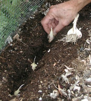 Individually planted garlic cloves will grow into heads by harvest time next summer. 