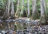 The trees (above photo) are water tupelos.