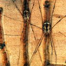Daddy longlegs