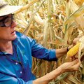 Renee Lafitte, a research fellow at DuPont Pioneer, shows the various corn plots in Woodland, Calif....