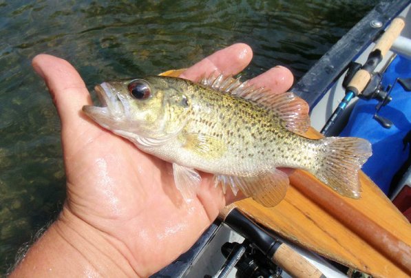 
                           Ozark bass, also called goggle-eye, were part of the catch.       