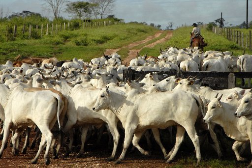 a-cowboy-gathers-nelore-cattle-at-the-zenith-iii-farm-near-alta-floresta-brazil-on-march-16-2007