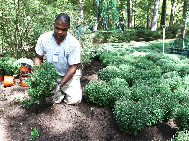 garvan-woodland-gardens-employee-richard-sims-plants-one-of-around-8000-chrysanthemums-along-a-pathway-tuesday-october-1-2012-at-the-gardens-the-mums-are-part-of-the-gardens-fall-flower-days-event-which-began-tuesday-and-runs-through-november-16-2012-garden-hours-are-9-6-daily-the-senintel-recordrichard-rasmussen