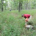 A hilltop features a savanna-like area typical of the Ozarks as it appeared to early settlers.
