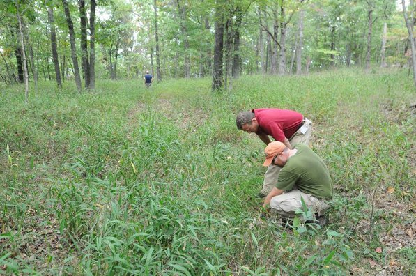 
                           A hilltop features a savanna-like area typical of the Ozarks as it appeared to early settlers.