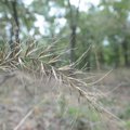 Church's wild rye is among the many species of plants on Devil's Eyebrow.