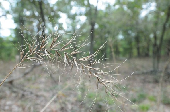 
                           Church's wild rye is among the many species of plants on Devil's Eyebrow. 