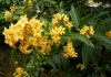 Orange cestrum blossoms have a heavy fragrance. 