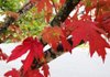 Red maples are famous for turning crimson in the fall; but only cultivars bred for it can be counted on to turn red. 