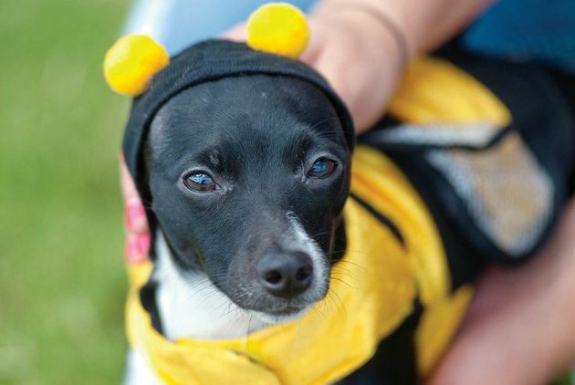 marley-a-rat-terrier-and-chihuahua-mix-is-being-dressed-in-a-bumblebee-costume-by-her-owner-laura-raney-of-conway