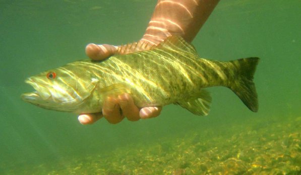 Smallmouth bass, like this one released back into the clear water of the Kings River, bit with enthusiasm. Tube baits accounted for about 70 smallmouth bass caught during a two-day float.