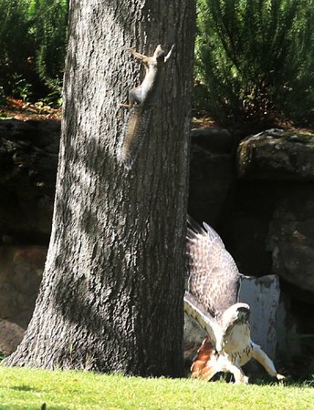 hawk mcf