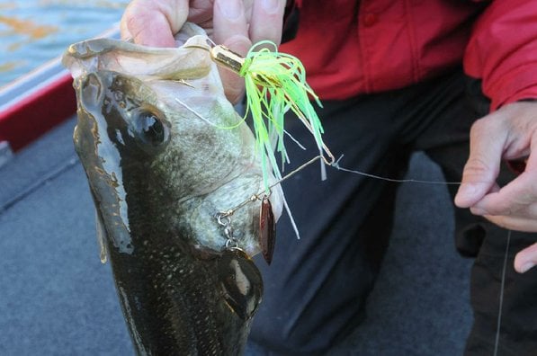 
                           During fall, Brashers casts a spinner baits close to shore and brings it in with a fast retrieve. This bass bit a chartreuse/white spinner bait.