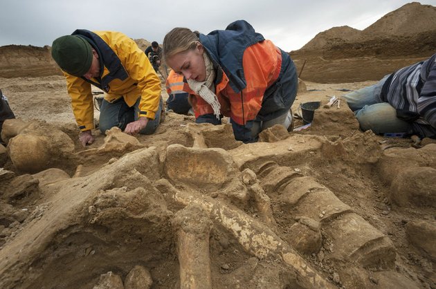 this-photo-dated-oct-30-2012-released-wednesday-nov-7-2012-by-archeological-group-inrap-shows-unidentified-archeologists-working-along-the-changis-sur-marne-riverbank-about-30-miles-east-of-paris-after-unearthing-the-rare-near-complete-skeleton-of-a-mammoth-which-has-been-christened-helmut-the-remains-which-include-four-connected-vertebrae-and-a-complete-pelvis-dating-back-some-200000-50000-years-ago-were-discovered-by-accident-during-excavations-at-an-ancient-roman-site