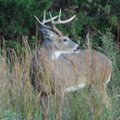 Edges, where field meet forest, are prime places to hunt white-tail deer.