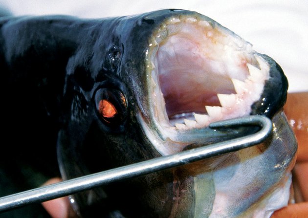george-myers-author-of-the-piranha-book-said-the-piranha-has-teeth-so-sharp-and-jaws-so-strong-that-it-can-chop-out-a-piece-of-flesh-from-a-man-or-an-alligator-as-neatly-as-a-razor-or-clip-off-a-finger-or-toe-bone-and-all-with-the-dispatch-of-a-meat-cleaver