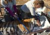 Kellyn Kearney (left), Turpentine Creek Wildlife Refuge staff biologist, and curator Emily McCormack watch over Princess as they move the tiger out of Riverglen Tiger Shelter near Mountainburg on Wednesday afternoon. 