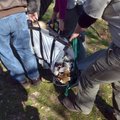 Crews with Turpentine Creek Wildlife Refuge carry a tiger named Princess out of her cage at Rivergle...