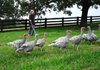 Writer and television host P. Allen Smith works with Blue Slate heritage turkeys at his Moss Mountain Farm outside of Little Rock in early November. 
